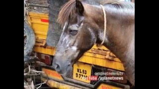 Stolen horses caught by Valanchery police | FIR 29 Apr 2016