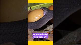 डर लग्दो सर्प भेटियो | Snake Yamlal | Kanchhi