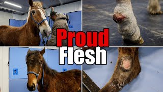 Proud Flesh Surgery