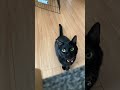 襲ってくる黒猫 黒猫 保護猫 ネコ shorts