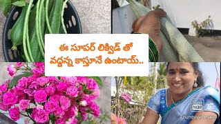 #summerdrink వేసవిలో కూడా ఎక్కువ హర్వెస్ట్ లు కావాలంటే ఈ లిక్విడ్ ఇవ్వండి ..మొక్కలు పచ్చగా నిగనిగలా.