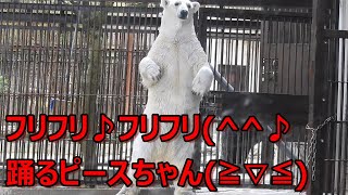 【超神回】最強癒し系しろくまピース劇場。とべ動物園にて。