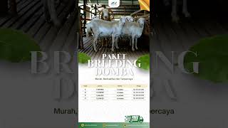 Paket Breeding Domba Murah, Berkualitas dan Terpercaya #jualdomba #domba #dombaaqiqah #ternakdomba