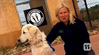 How Maremma Dog Guard Bandicoots