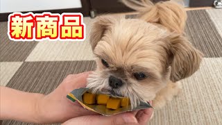 秋の味覚 犬用おやつ「ほっくり かぼちゃ」を買いました チワワ×シーズー