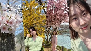 🌸봄은 언제나 설레지🌸봄날의 만개(滿開)에서 낙화(落花)까지