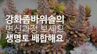 꽃대폭발했던 #강화좀바위솔 #생명토배합해서 좀바위솔 석부작 재정비했어요