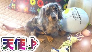 天使すぎるシルバーダップルの子犬♪チョコチョコとした動きがたまりません