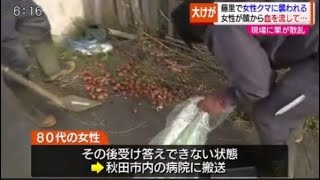 クマが80代女性がとった栗を狙ったか 町の中心部で女性が大けが 秋田県(動物愛誤)(農業損害)(經濟損害)(製造車禍.傷人.人身被害)(Animal Attacks)(アニマルホーダー)(狂犬病)