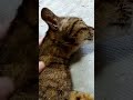 日課の朝撫で！今日も愛猫を愛でて元気をもらう！2024.07.01 shorts 愛猫 猫 猫動画 ポポ様