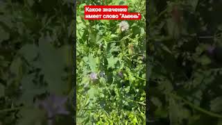 Какое значение имеет слово \