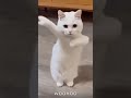 cat doing 科目三