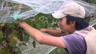 日本人栽培醸造家・小山浩平　ニュージーランドにてファーストリリースに向け葡萄の収穫