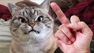 Cat Reaction to Middle Finger 🐱 Funny Cats Hate Being Flipped Off Compilation