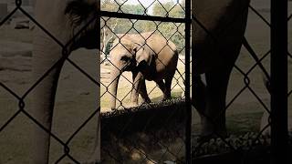 Big Elephant at Kolkata Alipore Zoo | A Close Look #shortvideo #shorts #short #elephant #shortsfeed