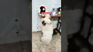 കുട്ടി മാമാ ഞാൻ ആണ് 🐶🐶🐶#dog#dogs#reels#shortvideo#funny#fun#foodie#food#instagram#instareels#viral