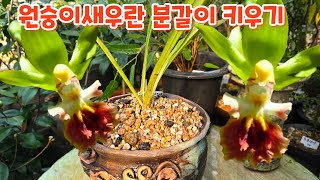 #원숭이새우란 #분갈이 #키우기 처음처럼야생화