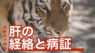 ゆるっと学ぶ東洋医学概論　第70回　肝の経絡と病証