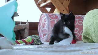 ナイロン袋で遊ぶ黒子猫のクロ Kuro of black kittens playing in nylon bag【瀬戸の黒猫日記】