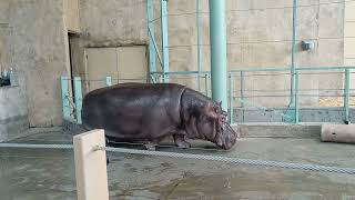 Canada Calgary Zoo Wonderful hippopotamus Walk #2