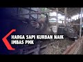 Harga Sapi Kurban Naik Imbas PMK