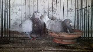 হাই কোয়ালিটি স্প্যানিশ পোটার। Spanish Porter pigeon /#Spanish #pigeon