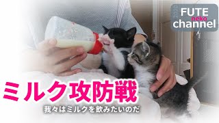 【生後35日目】ワラワラとミルクを奪いにやってくる子猫と攻防戦を繰りひろげてみました【保護子猫】