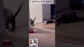 gatos divertidos 😮 #funny #fails #humor