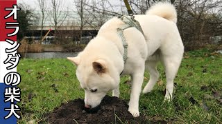 柴犬柿丸 モグラ塚に吸い寄せられる柴犬【オランダ / 環境音 / 4K】Kaki-Maru the Shiba Inu