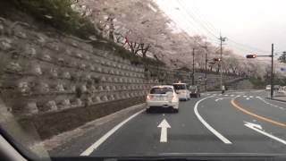 斐伊川防波堤桜並木2014/4/6