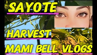 harvest again ng sayote#mamibellvlogs