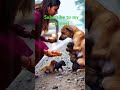 a mother s love the heartwarming bond between dogs and their humans