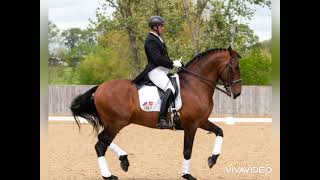 PRE andalusian stallion Grand Prix dressage and Morphology champion for sale