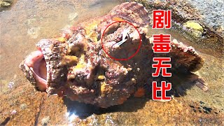 赶海闯进“凶险海域”，海货个个都异常凶猛，甚至还有剧毒玫瑰鮋