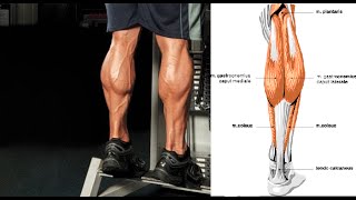 3 Tips for Monster Calf Muscles - (Muscle Group Series)