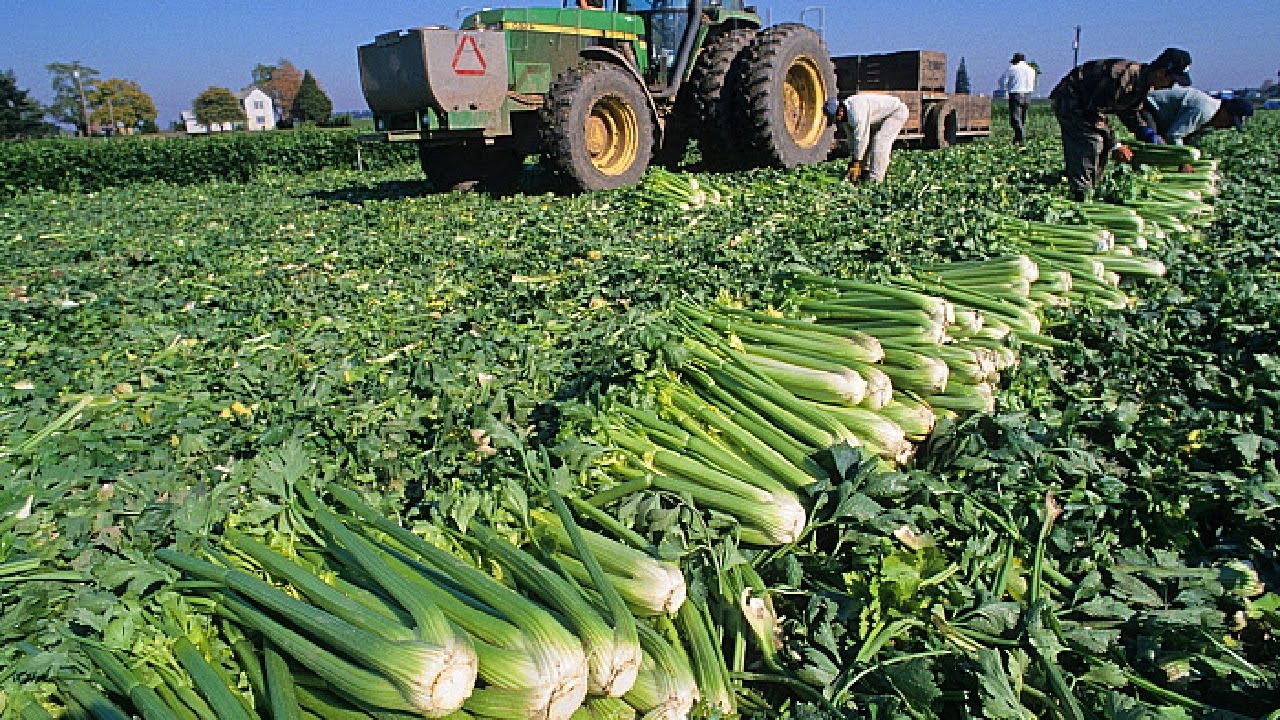 How To Harvest Celery? Celery Harvesting Process Step By Step - Celery ...