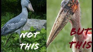Why we should fear marabou storks and not shoebill storks. @mndiaye_97