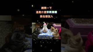 我也想加入它們!!  #meme #梗圖 #迷因 #貓咪 #宗教 #cat #shorts