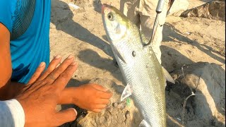 putol ang rod #bangus #milkfish ajman uae