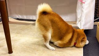 Shibe notices that he has been seen making a strange movement and glances at his family.