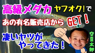 高級メダカをヤフオク!でGET！　あの有名販売店より落札　凄いヤツがやってきた！