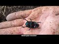 scarabskills how to dig for dor beetles