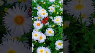 How to Plant Daisy Seeds - A Tutorial 🌺| #DaisySeeds #FlowerPower # viral shorts