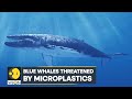 WION Climate Tracker | Study: Blue Whales eat10 million pieces of microplastics daily | World News