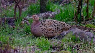 Adorable female pheasant in close up