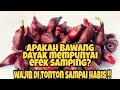 Apakah bawang Dayak mempunyai efek samping