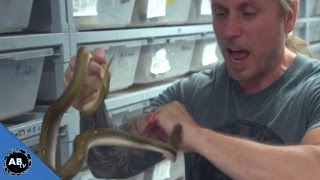 Man Lets Snakes Bite Just For Fun!!!  SnakeBytesTV
