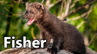 Fisher (Fisher Cat) 🦫 Interesting Facts