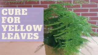 ASPARAGUS FERN Plant | Asparagus fern yellow or brown leaves