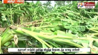 Erode : Heavy Storm destroys Plantain Crops | Polimer News